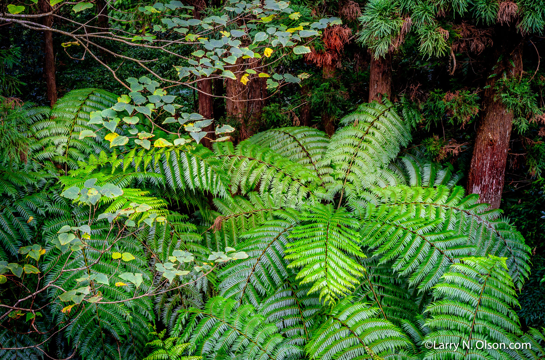 Tree Ferns, Japan | Yakusugi Land, Yakushima, Japan