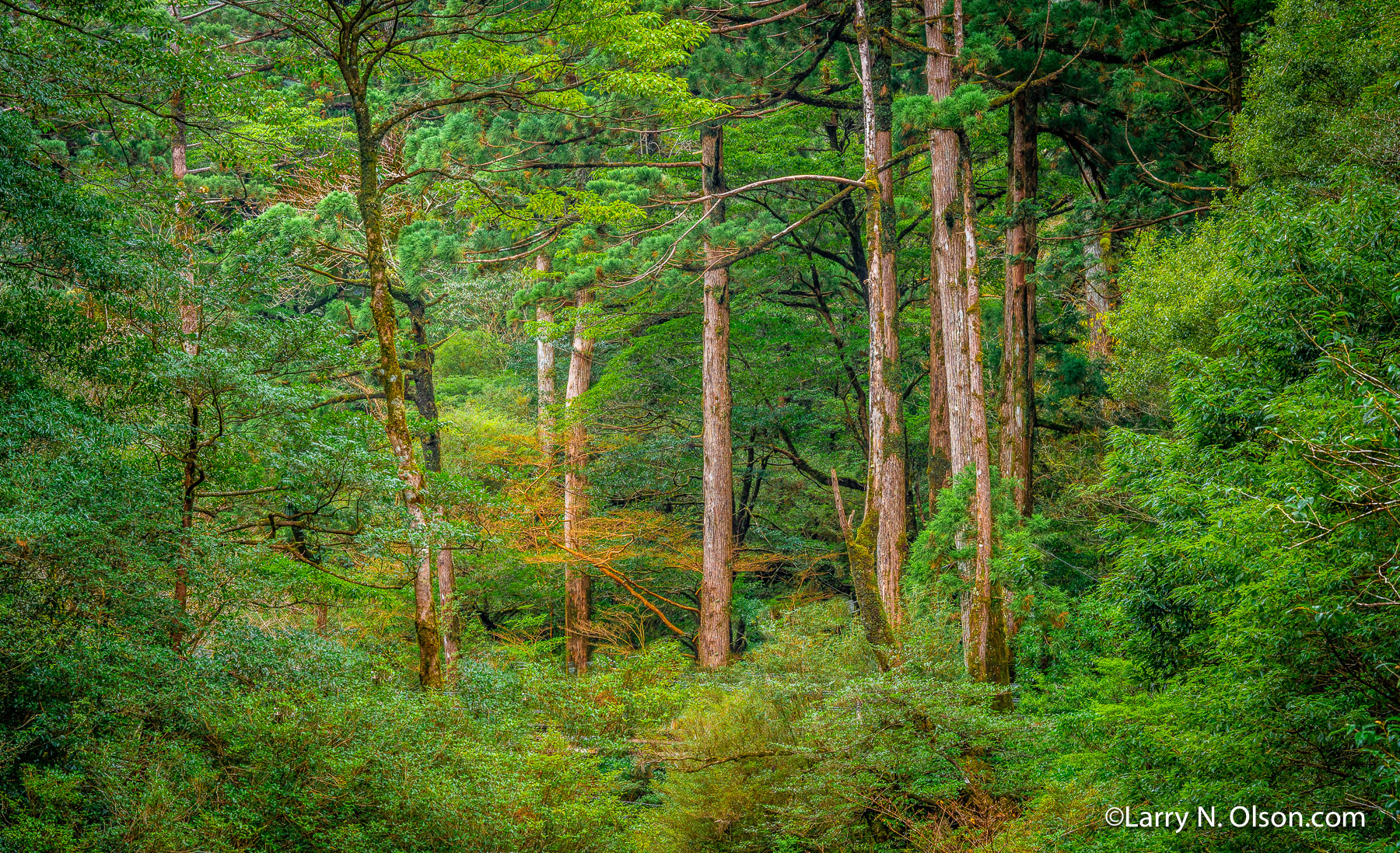 Stewartia, Yakusugi Land, Yakushima, Japan | 