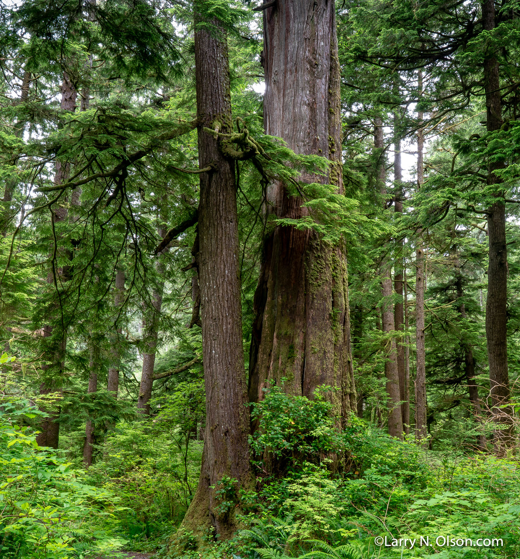 Old growth Forest, Oswald West State Park , OR | Mixed aged Sitka Spruce and Western Hemlock trees in an old growth forest, Oswald West State Park , OR