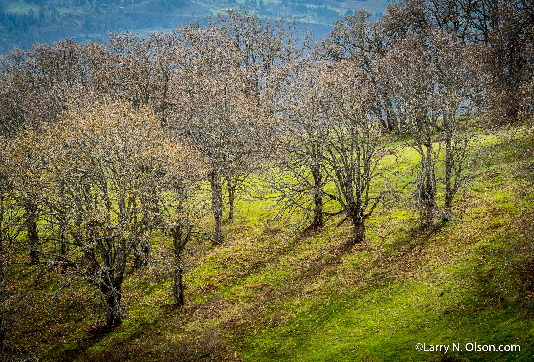 Oaks, Catherine Creek Labyrinth, Columbia Hills, WA | 