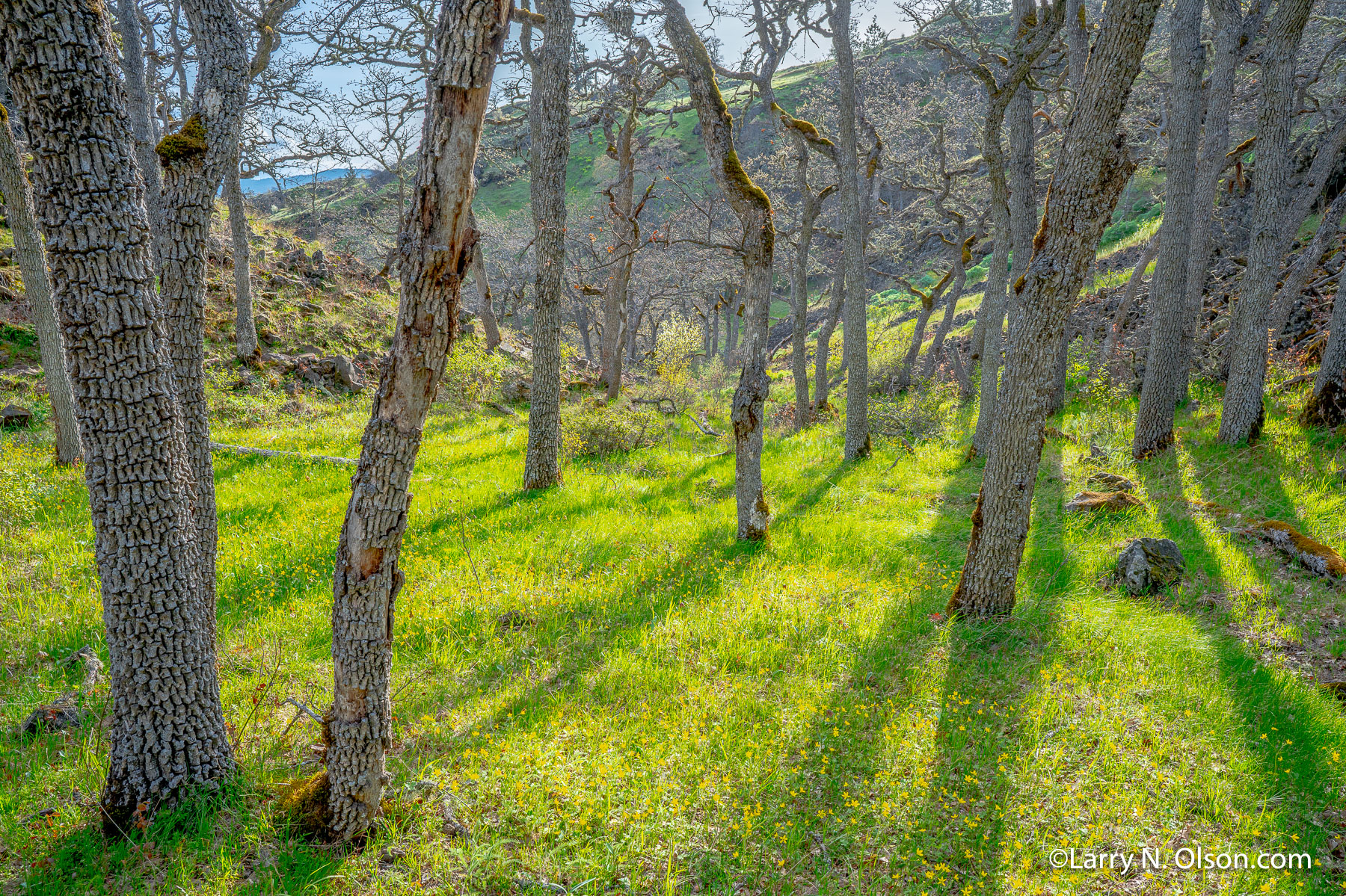 Oaks, Catherine Creek Labyrinth, Columbia Hills, WA | 