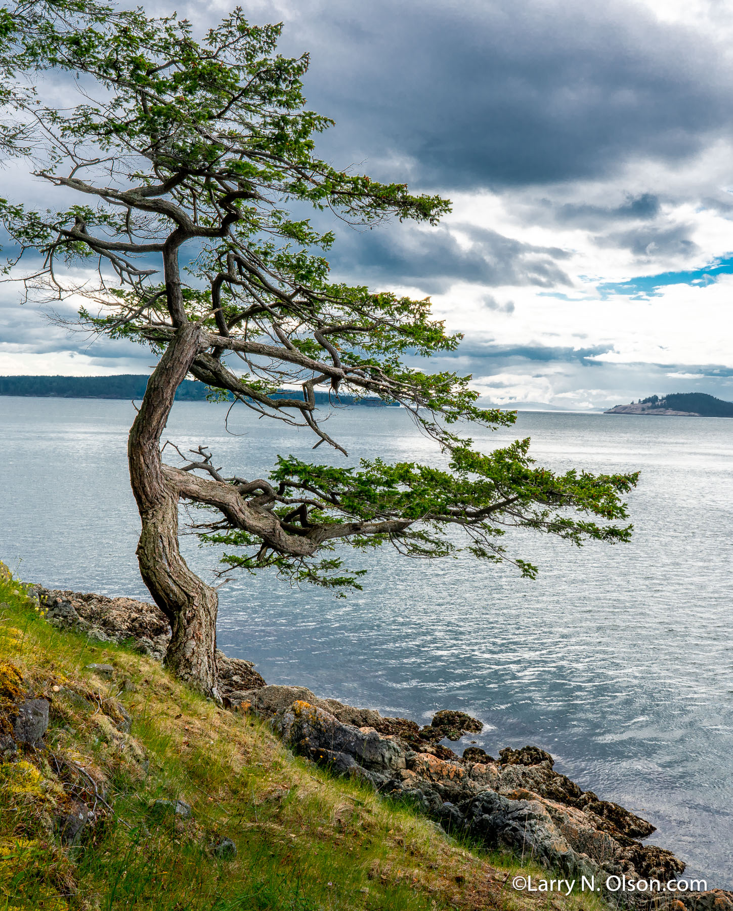 Douglas Fir,  Jones Island, San Juan Islands, WA | 