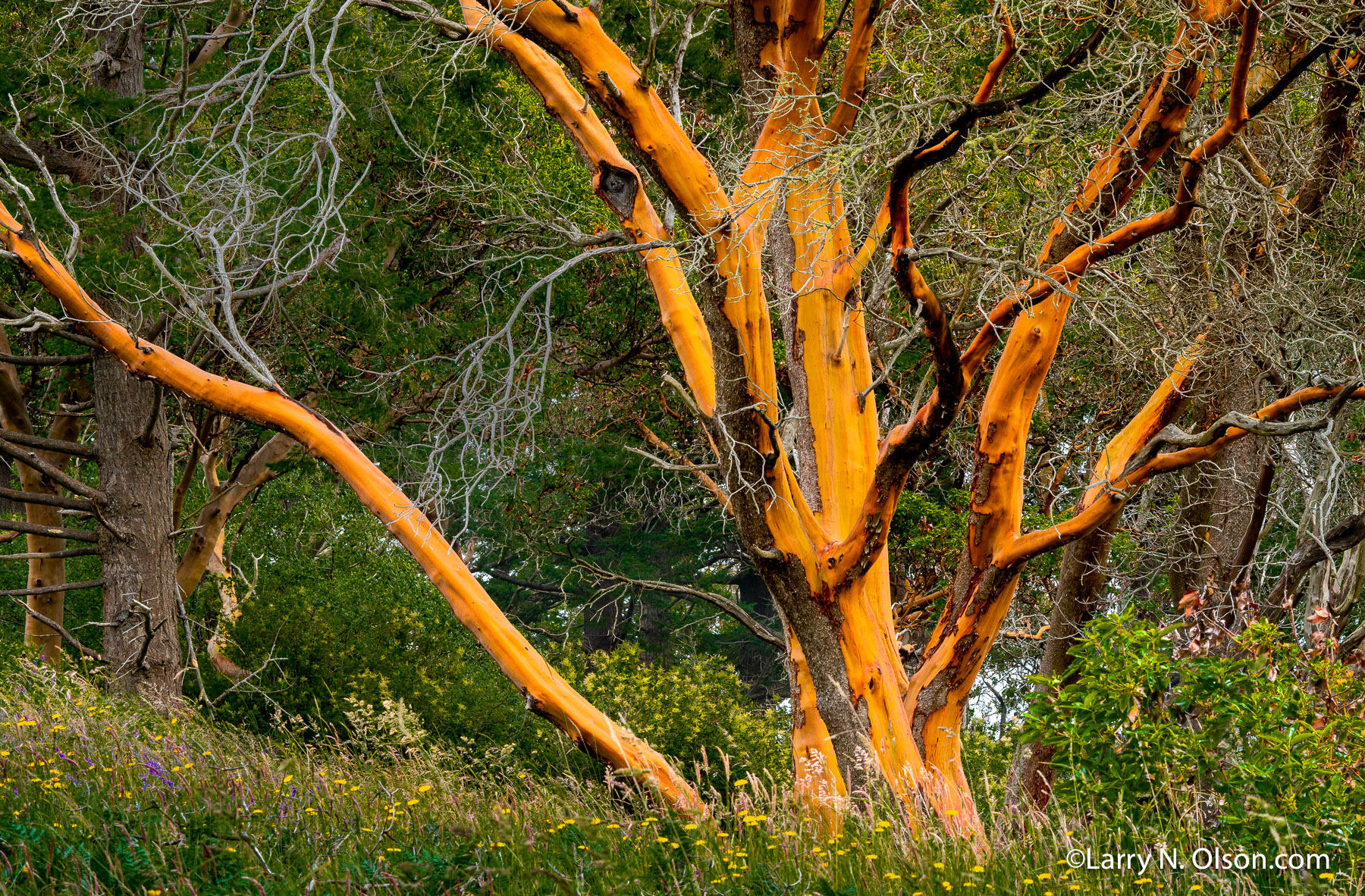 Madrone,Yellow Island, San Juan Islands, WA | 