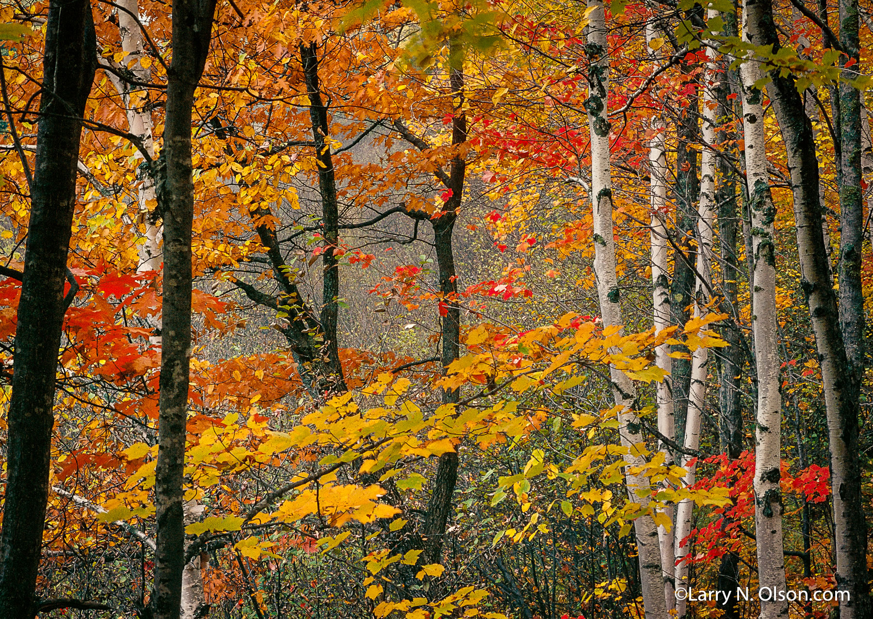 Birch, Maple Forest #4 | Vivid fall color on Madeline Island, WI