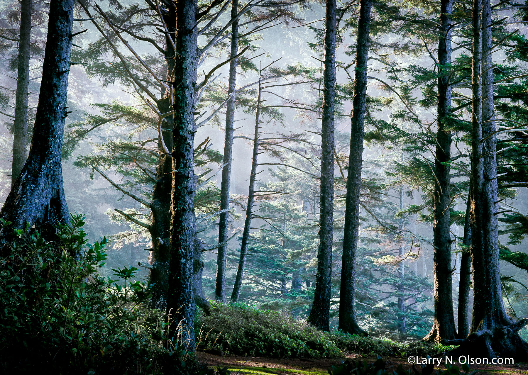 Sitka Spruce #2, Oswald West State Park, OR | Morning light burns through a coastal fog and Sitka Spruce forest.