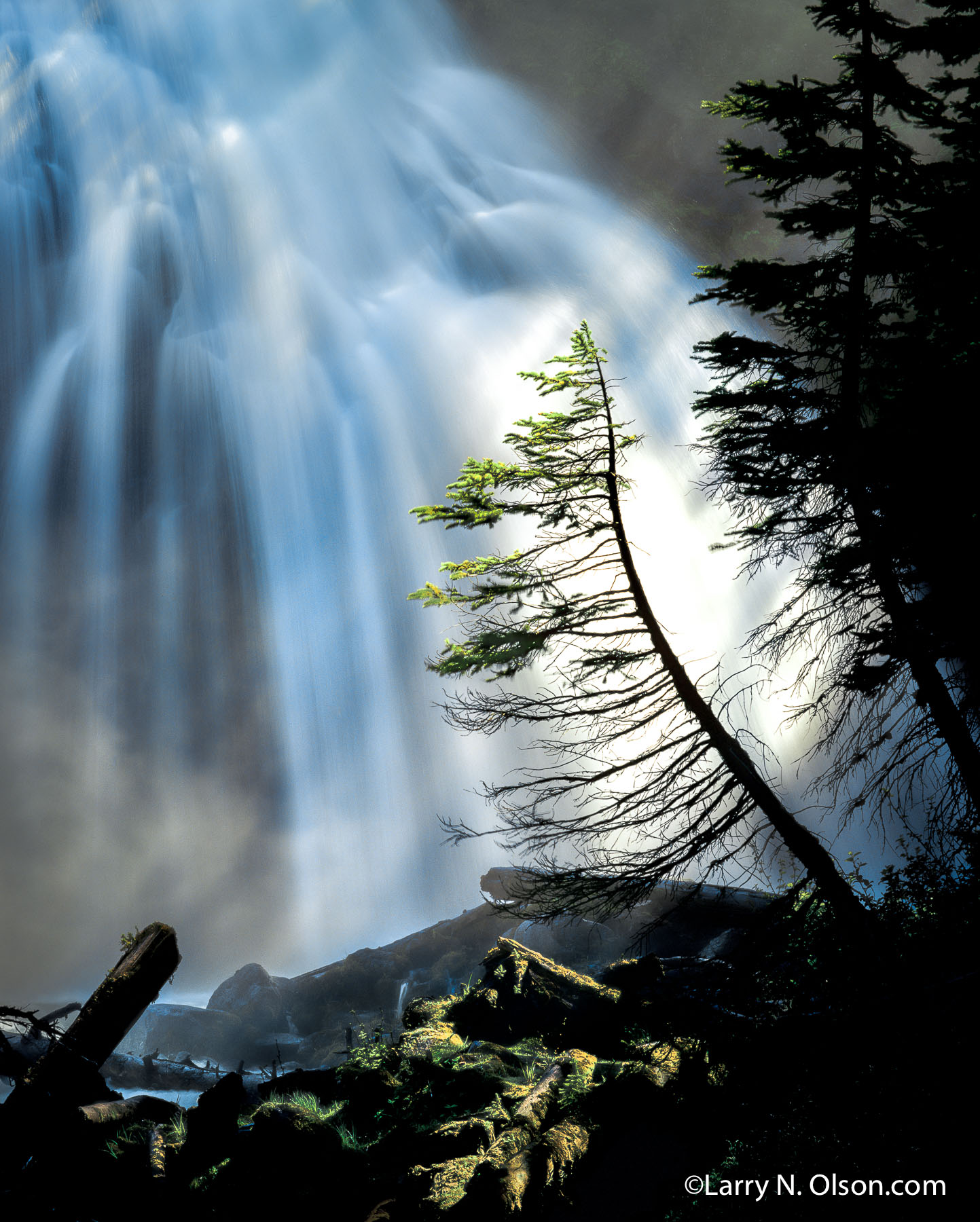 Whychus Creek, Three Sisters Wilderness, OR | A lone Douglas Fir reaching for the light is silhouetted against Whychus Creek Falls.