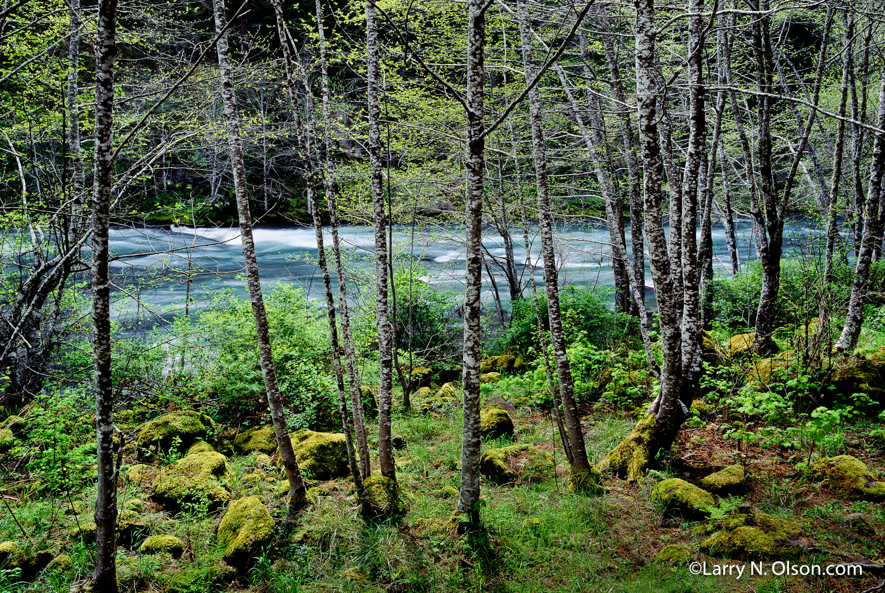 North Umpqua River, OR | Alder budding out in the early spring.