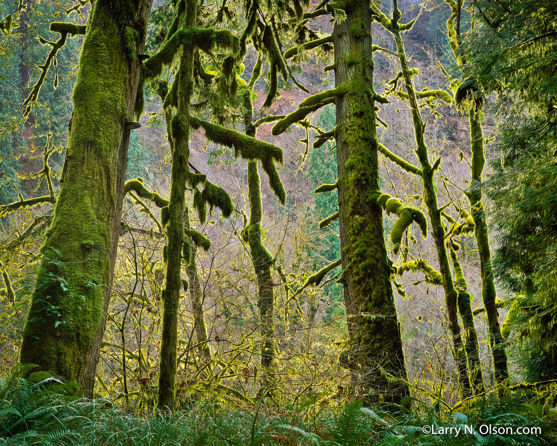 Old Growth Forest, Sandy River Canyon, OR | A  backlit old growth forest with glowing green moss is found along the Wild and Scenic River.