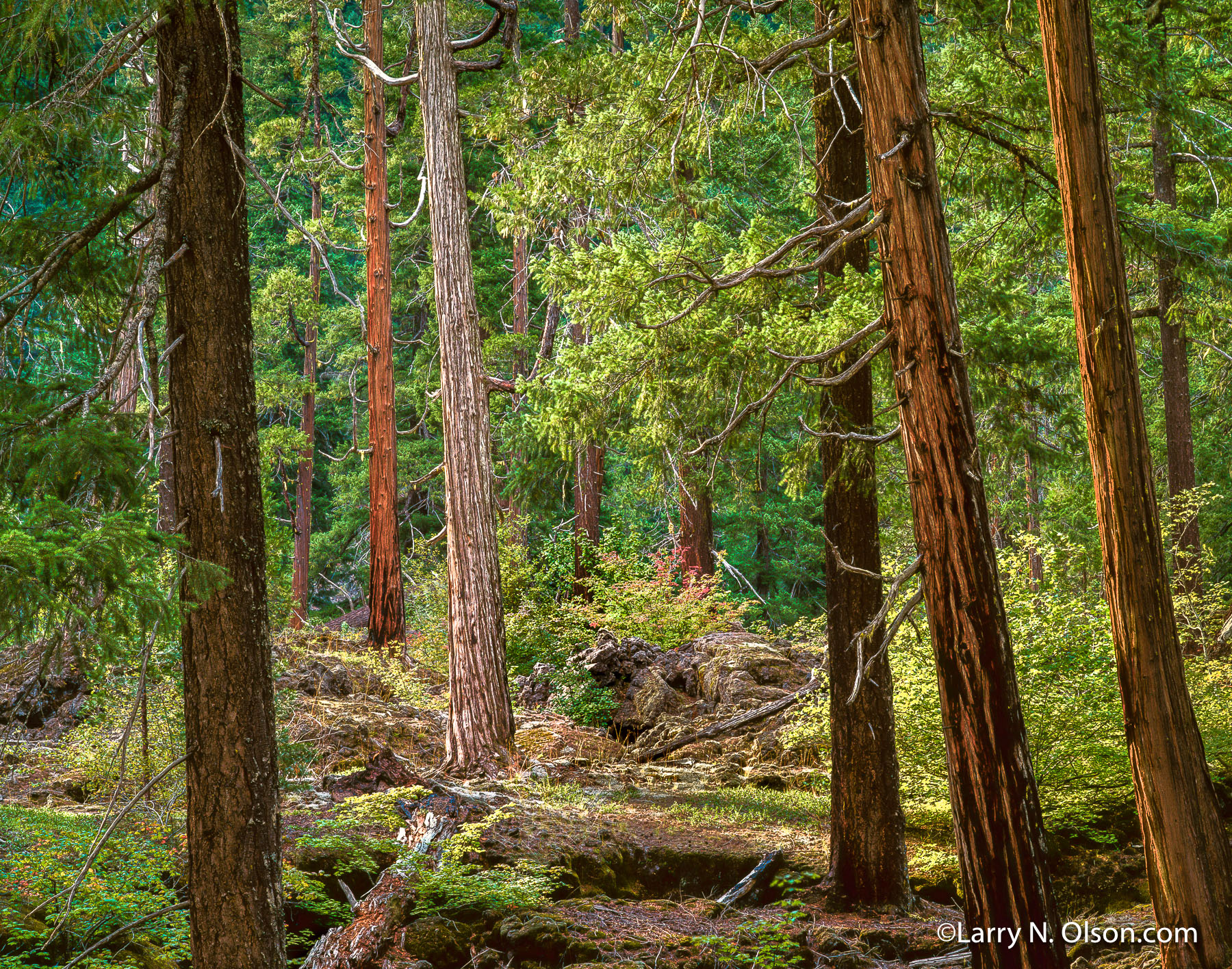  | Old growth cedar grove in Tamilitch Valley, Oregon.