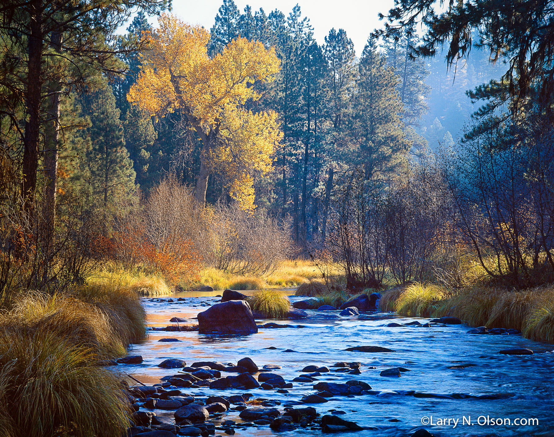 Middle Fork, John Day River, OR | A small river in it's headwaters flows through the autum forest of Cottonwood and Ponderosa Pines.