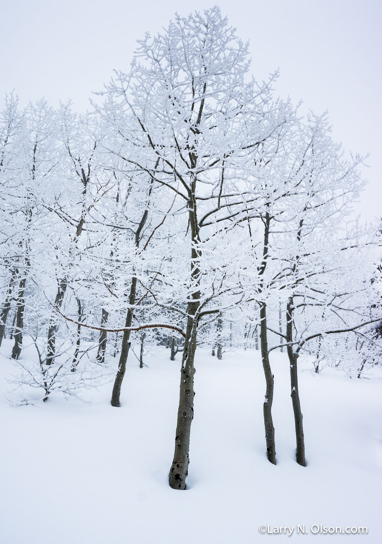 Aspen in Snow #5,  Wasatch Mountains, UT | Freezing fog or rime ice has coated these Aspens on the snowy  slope to Red Pine Lake in the Wasatch Mountains of Utah.