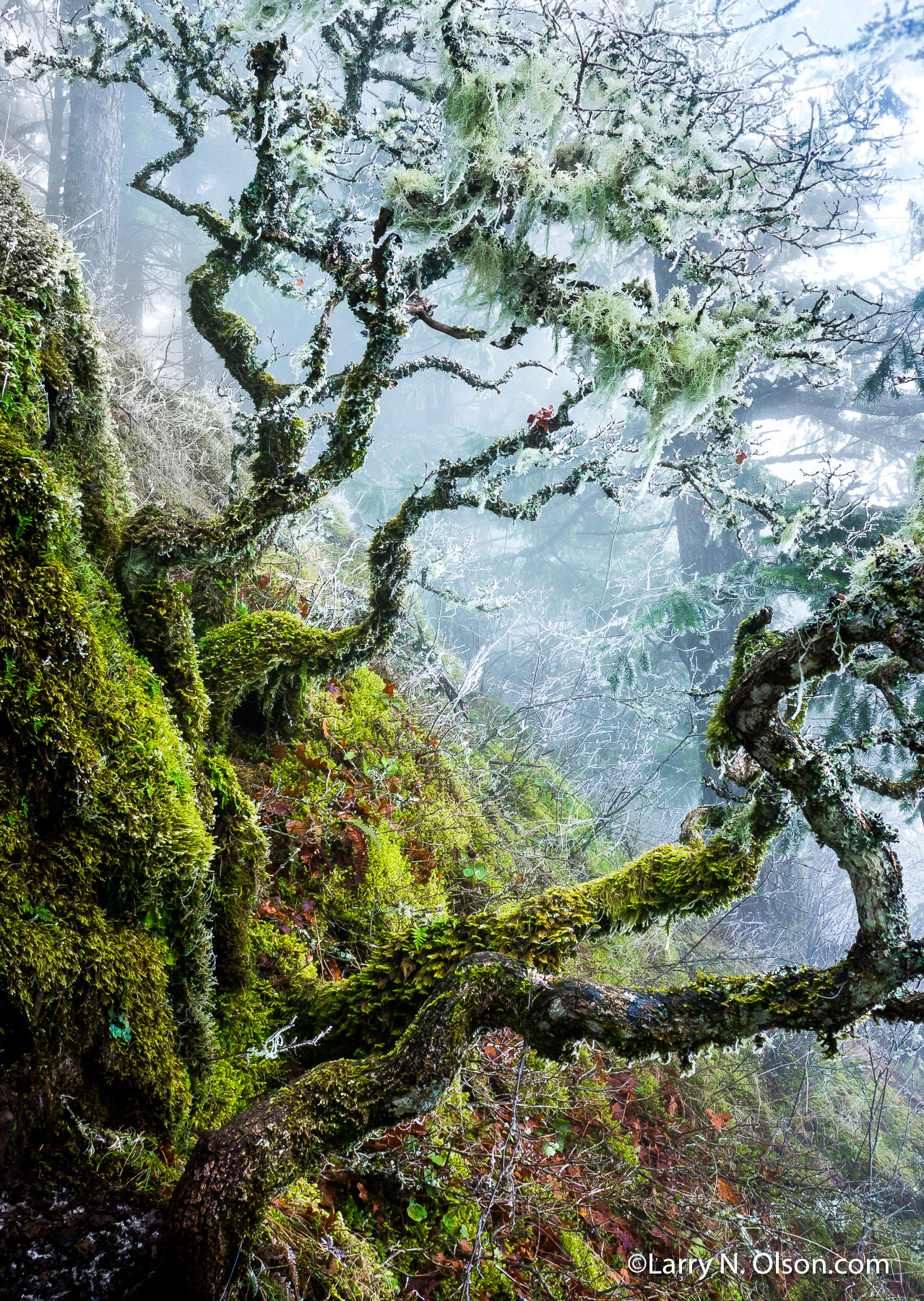 Weathered Oaks,  Columbia River Gorge, OR | Twisted oaks covered in lichen cling to mossy rocks on a steep hillside in Eagle Creek.