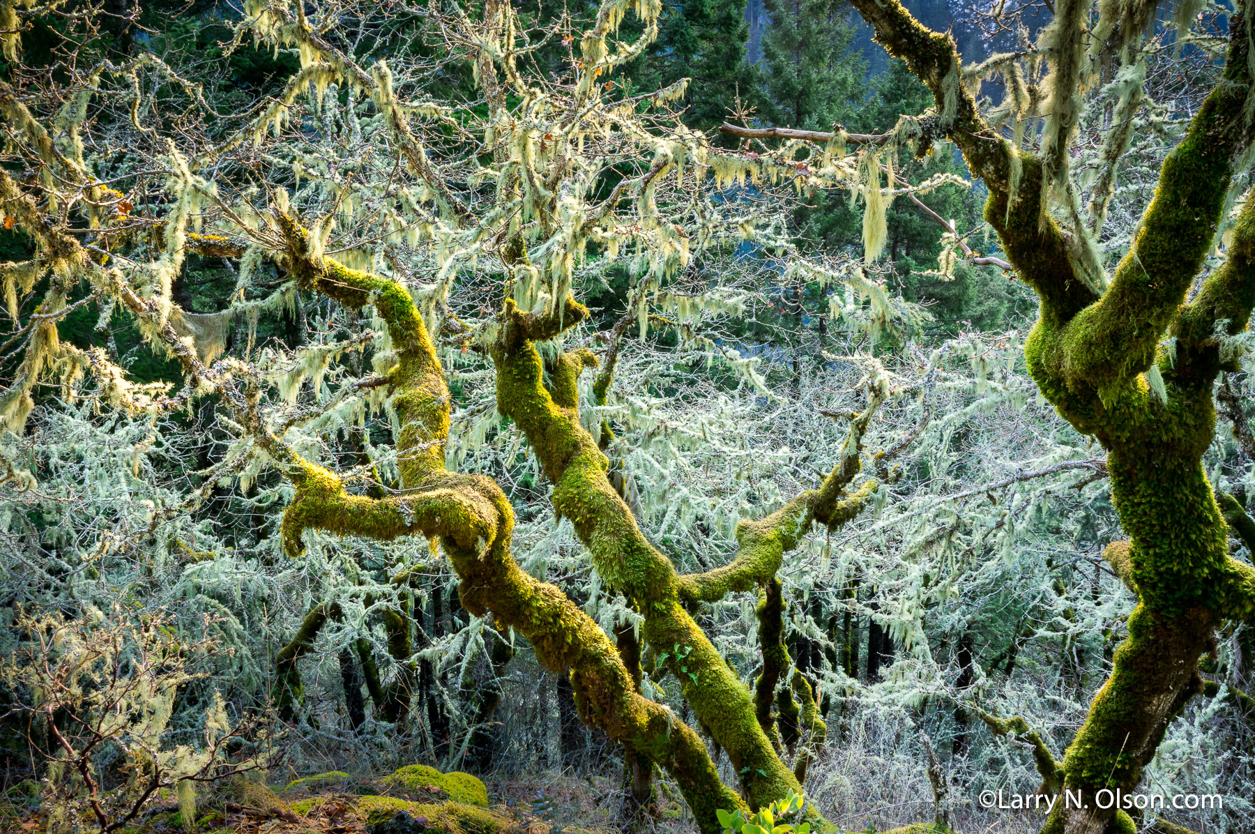 Oaks, LIchen and Frost, Columbia River Gorge, OR | Rime ice coats the "old mans Beard", a lichen covering these twisted oaks in the Columbia River Gorge.