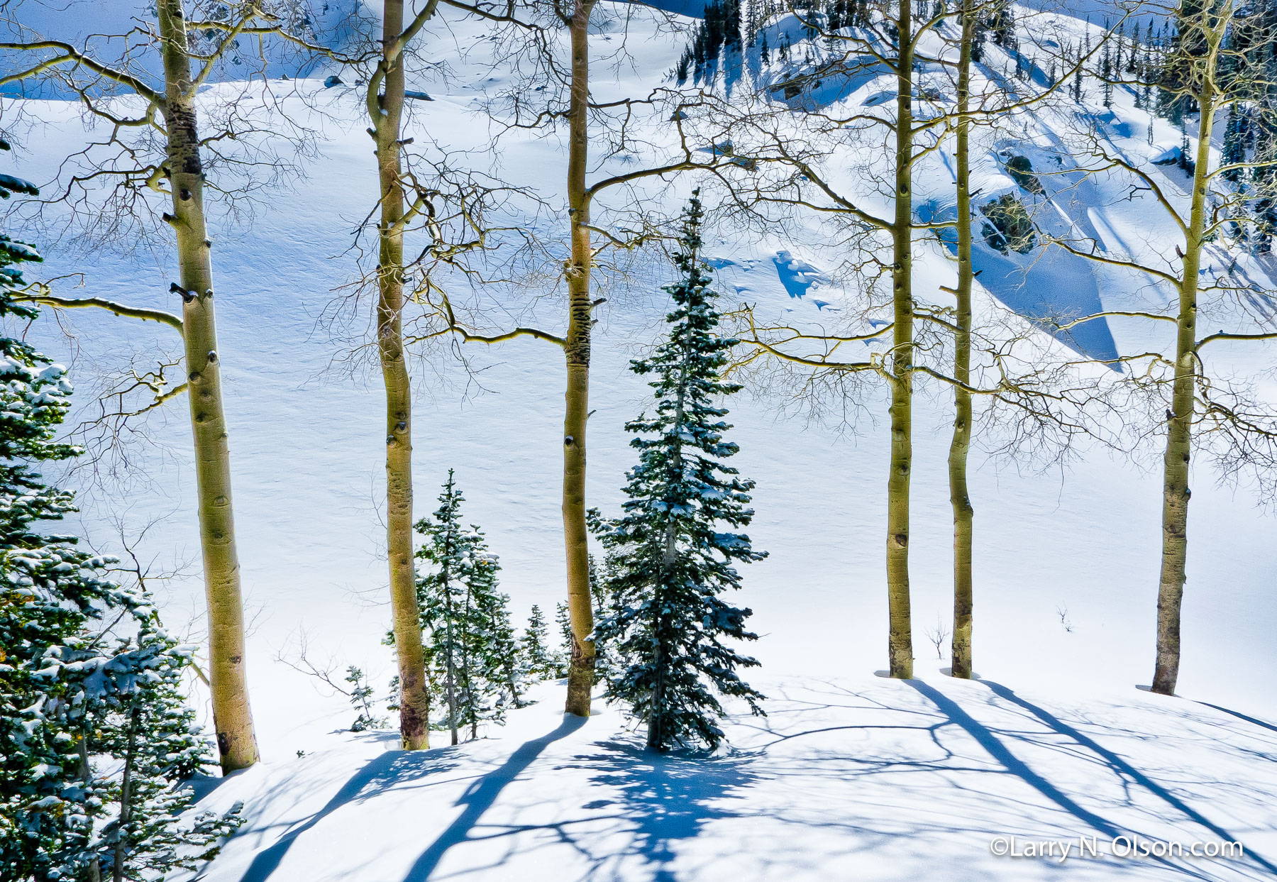 White Pine Canyon, Wasatch Mountains, Utah | A still mountain snowscape with Aspen and conifers.