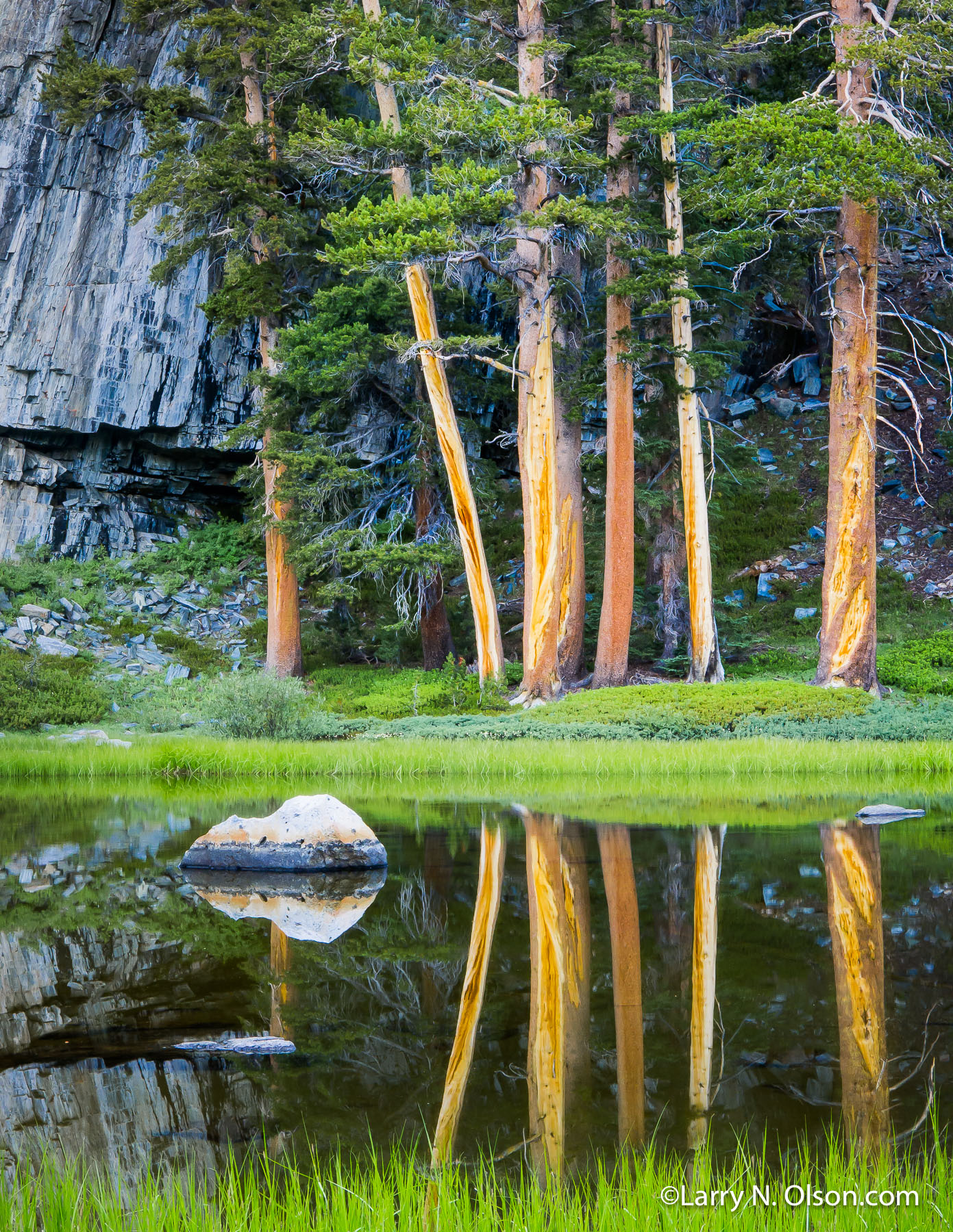 Lodgepole Pine, Ansel Adams Wilderness, CA | Still water in a pond reflects tree  trunks and a grassy shoreline.