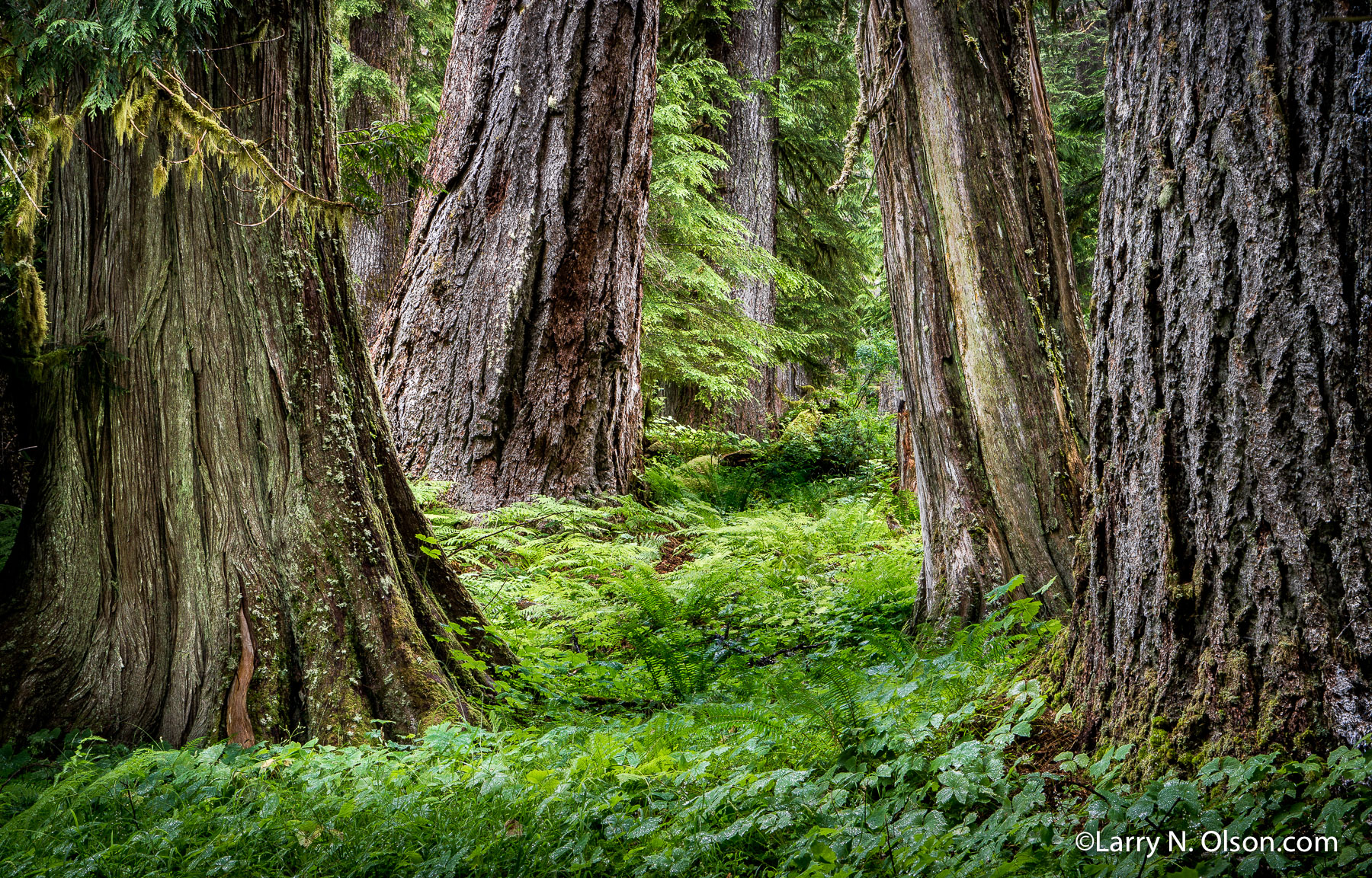 Ancient Forest, Olympic National Park, WA | Western Red Cedar, Douglas Fir, and Western Hemlock make up this climax forest in the Quinault valley.