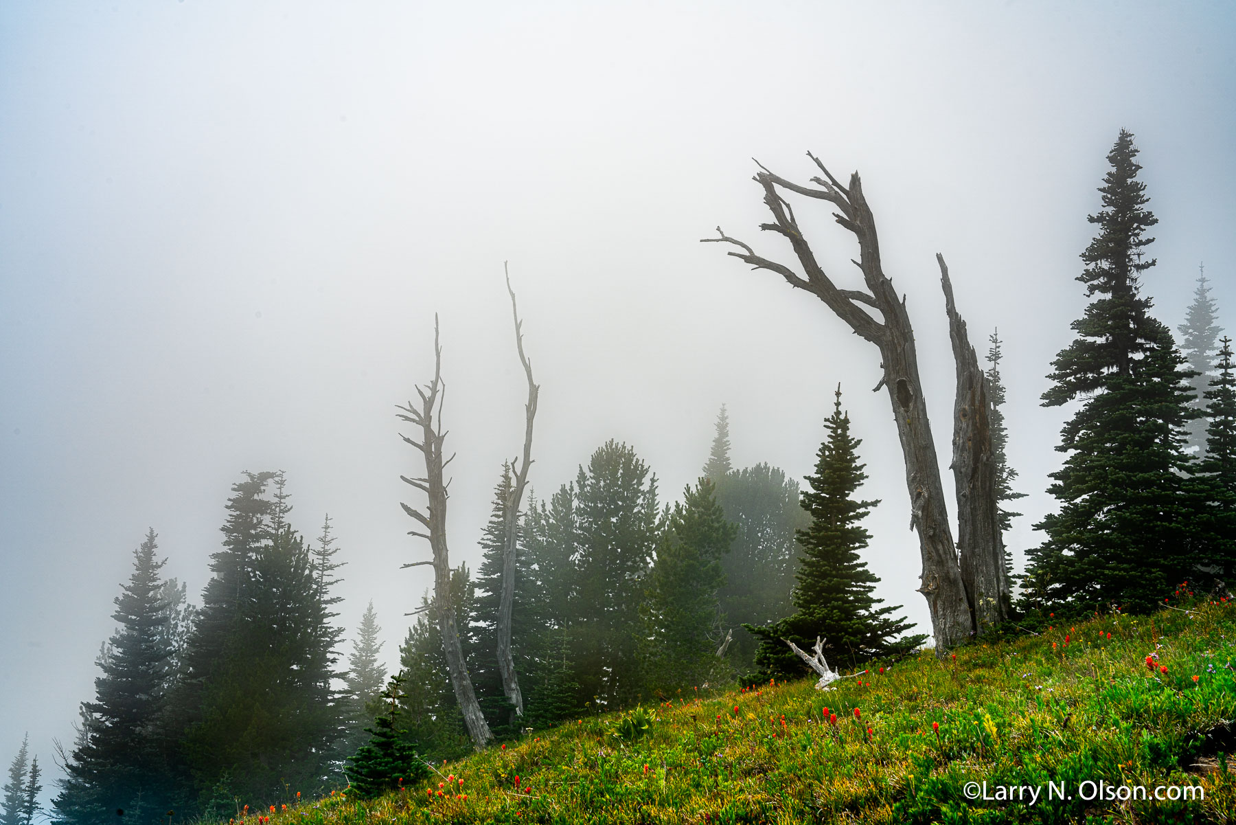 Mount Rainier National Park, WA | 