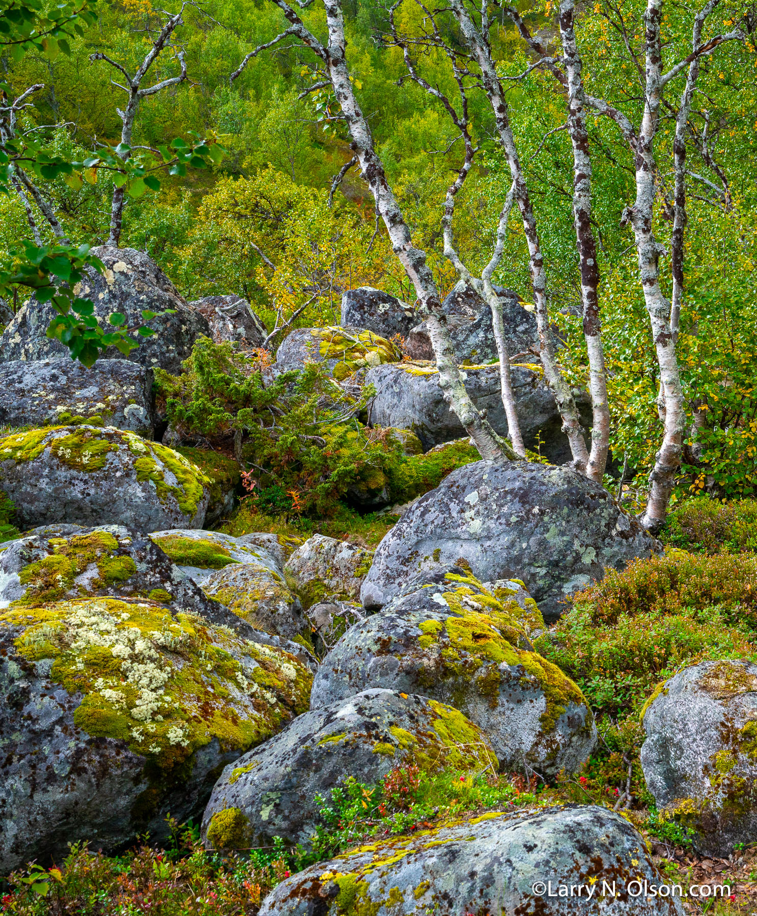 Birch, Jotunheimen National Park, Norway | 