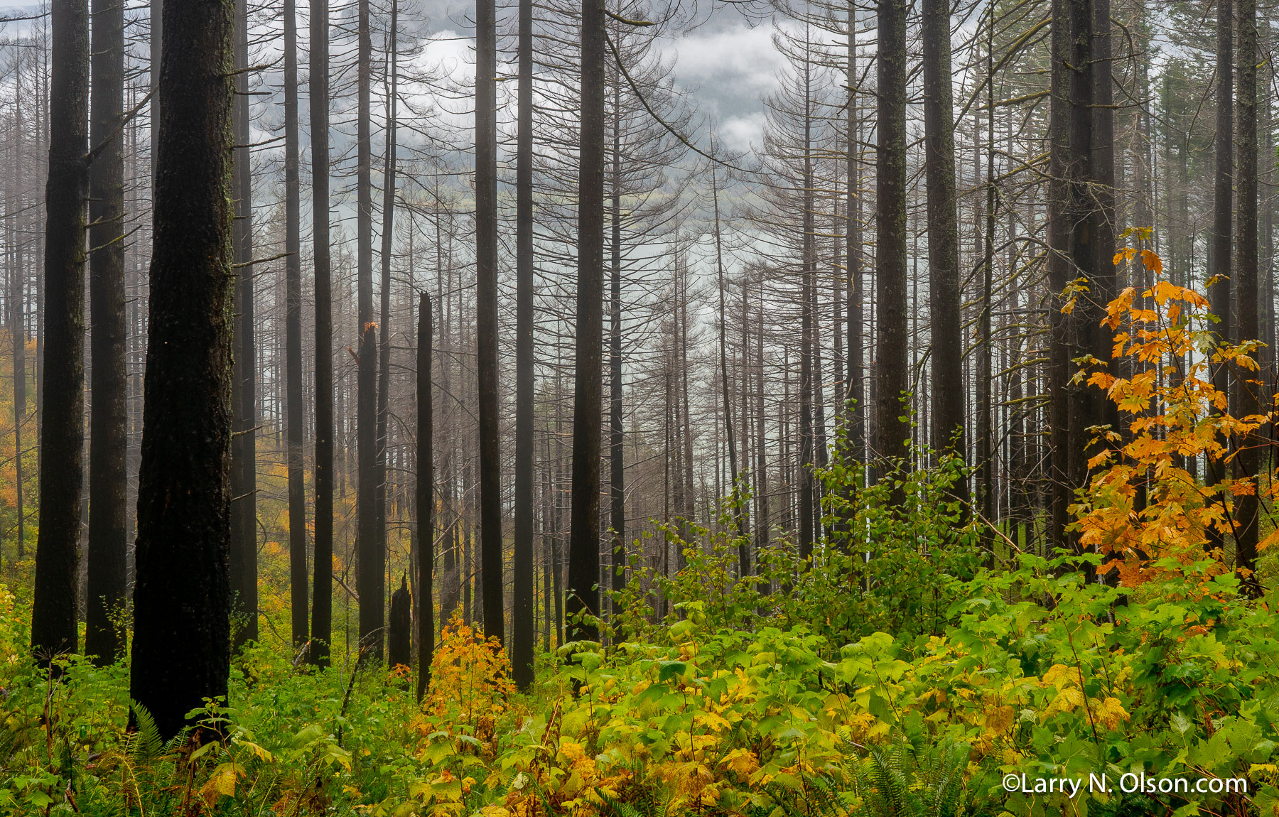 Recovering Forest, Columbia River Gorge, OR | 