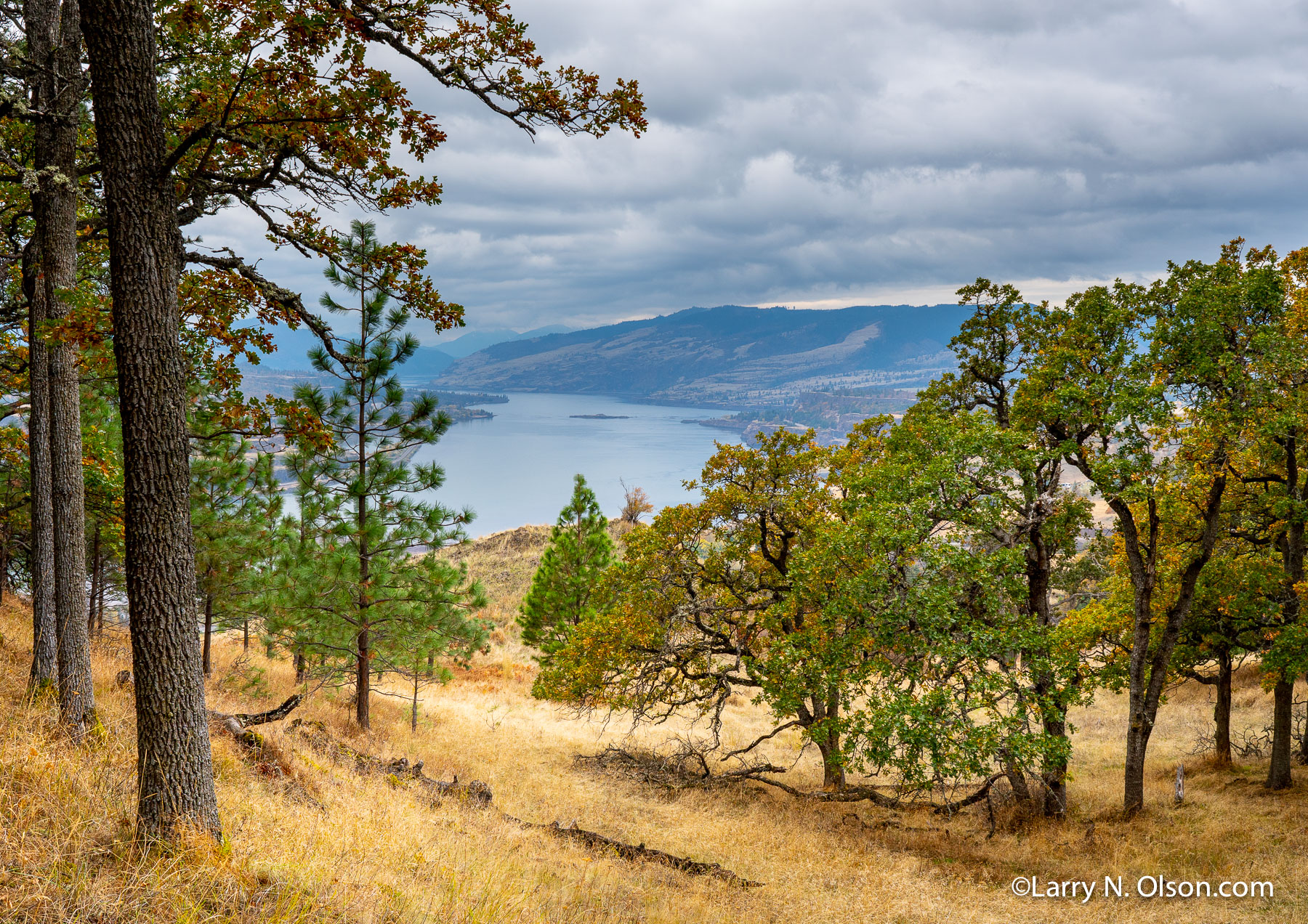 Columbia River, Washington | Columbia River seen through a grove of Gerry Oaks.