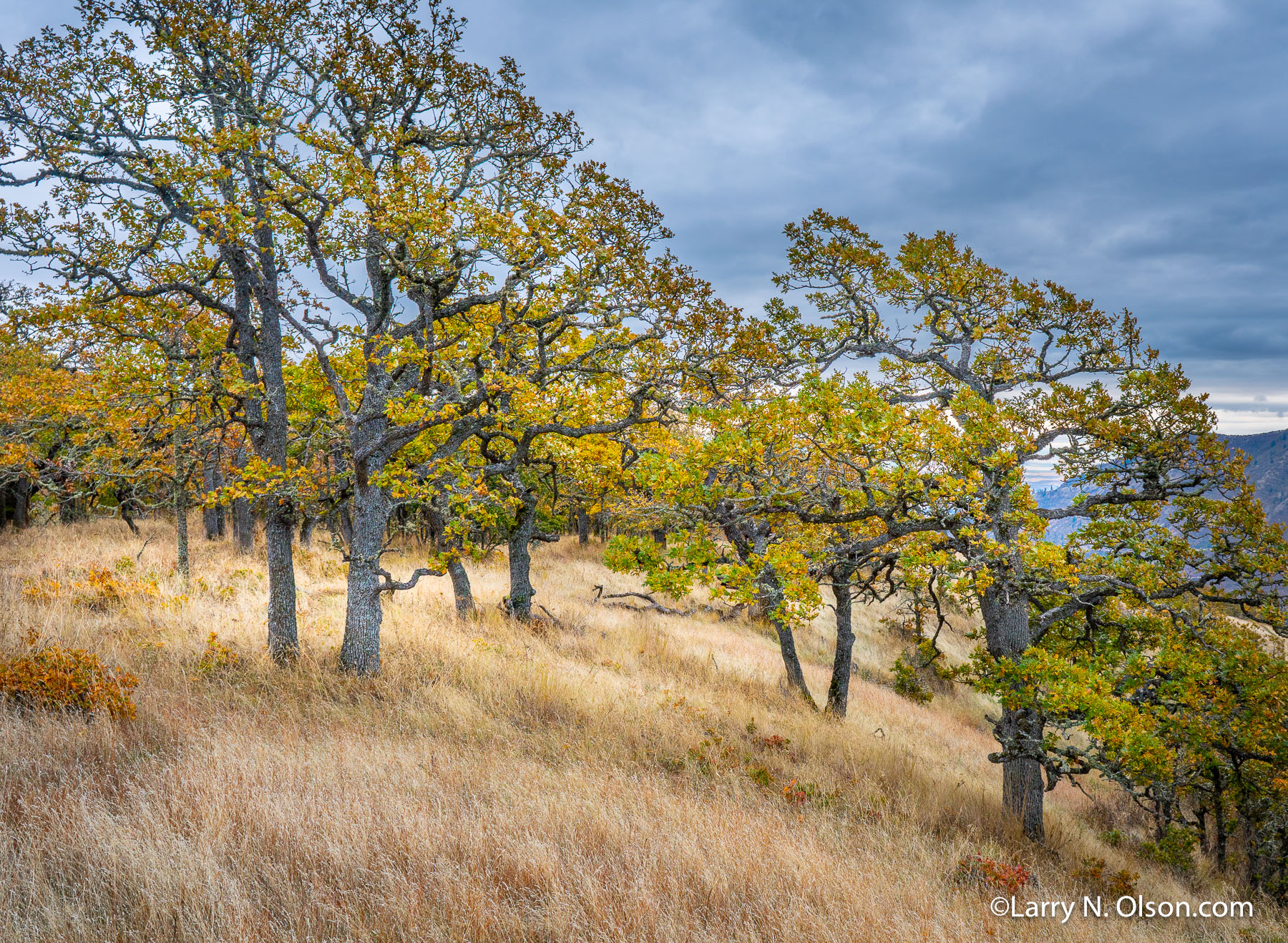 Oaks, Columbia Hills, Washington | A grove of Gerry Oaks above Lyle, Washington.