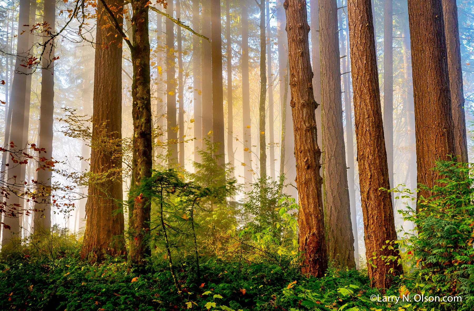 Hoyt Arboretum, Portland, Oregon | 