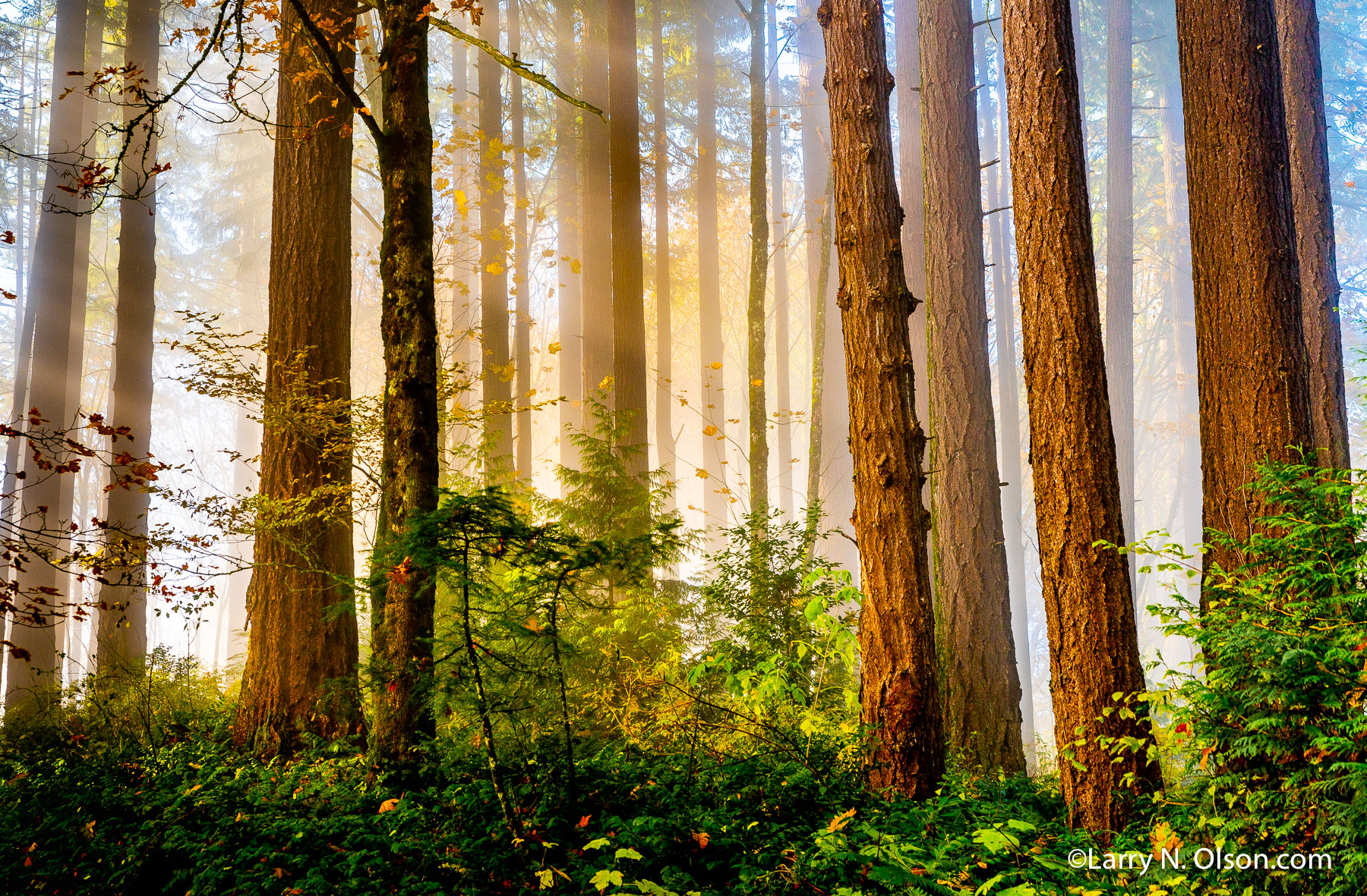 Douglas Fir, Hoyt Arboretum, Portland, Oregon | 