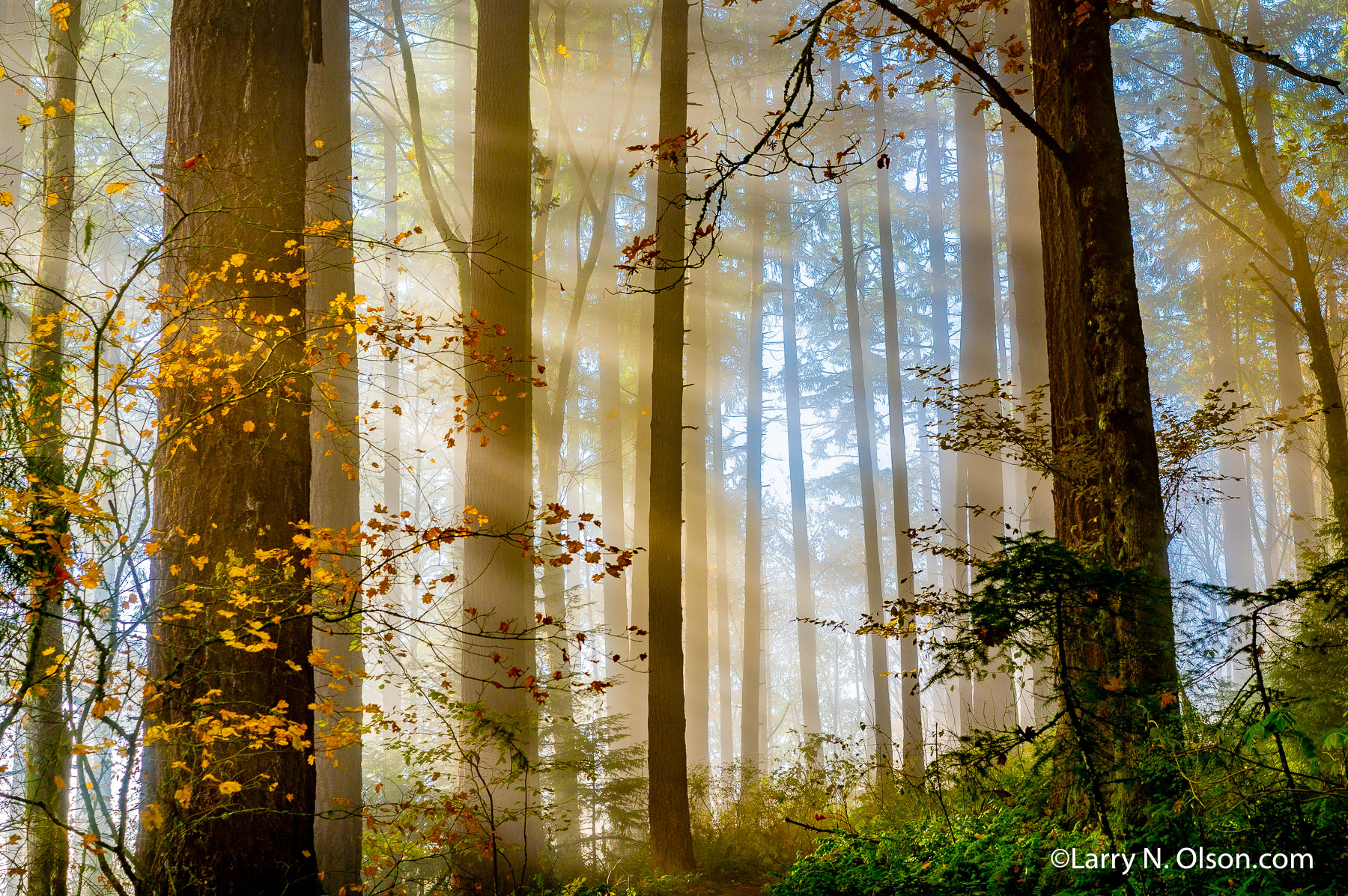 Hoyt Arboretum, Portland, Oregon | 