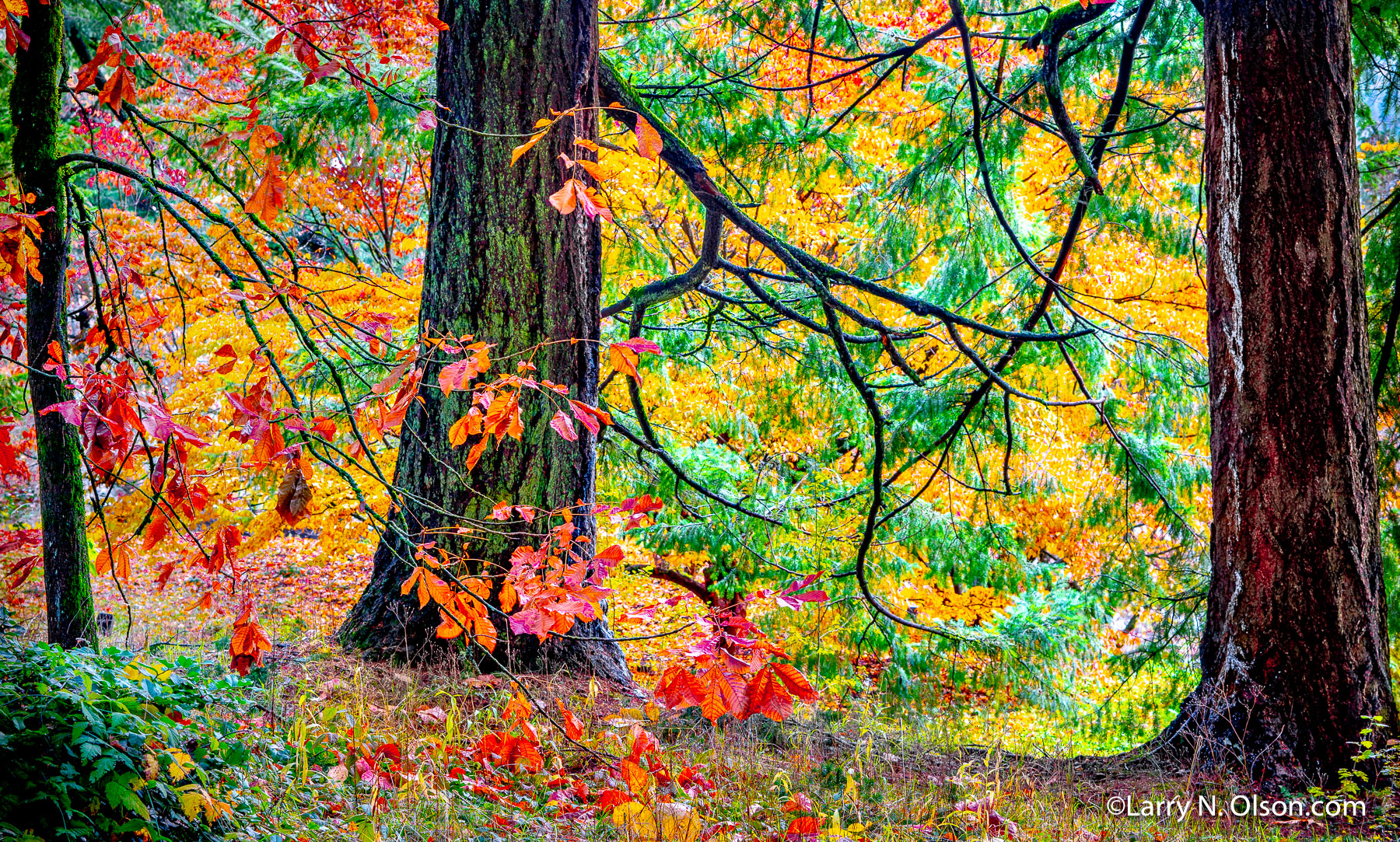 Autumn, Hoyt Arboretum, Portland, Oregon | 