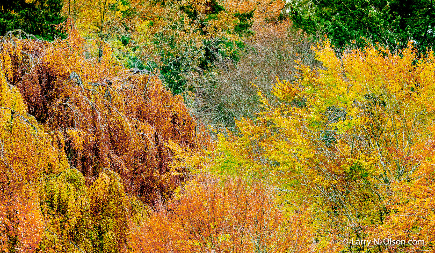 Hoyt Arboretum, Portland, Oregon | 