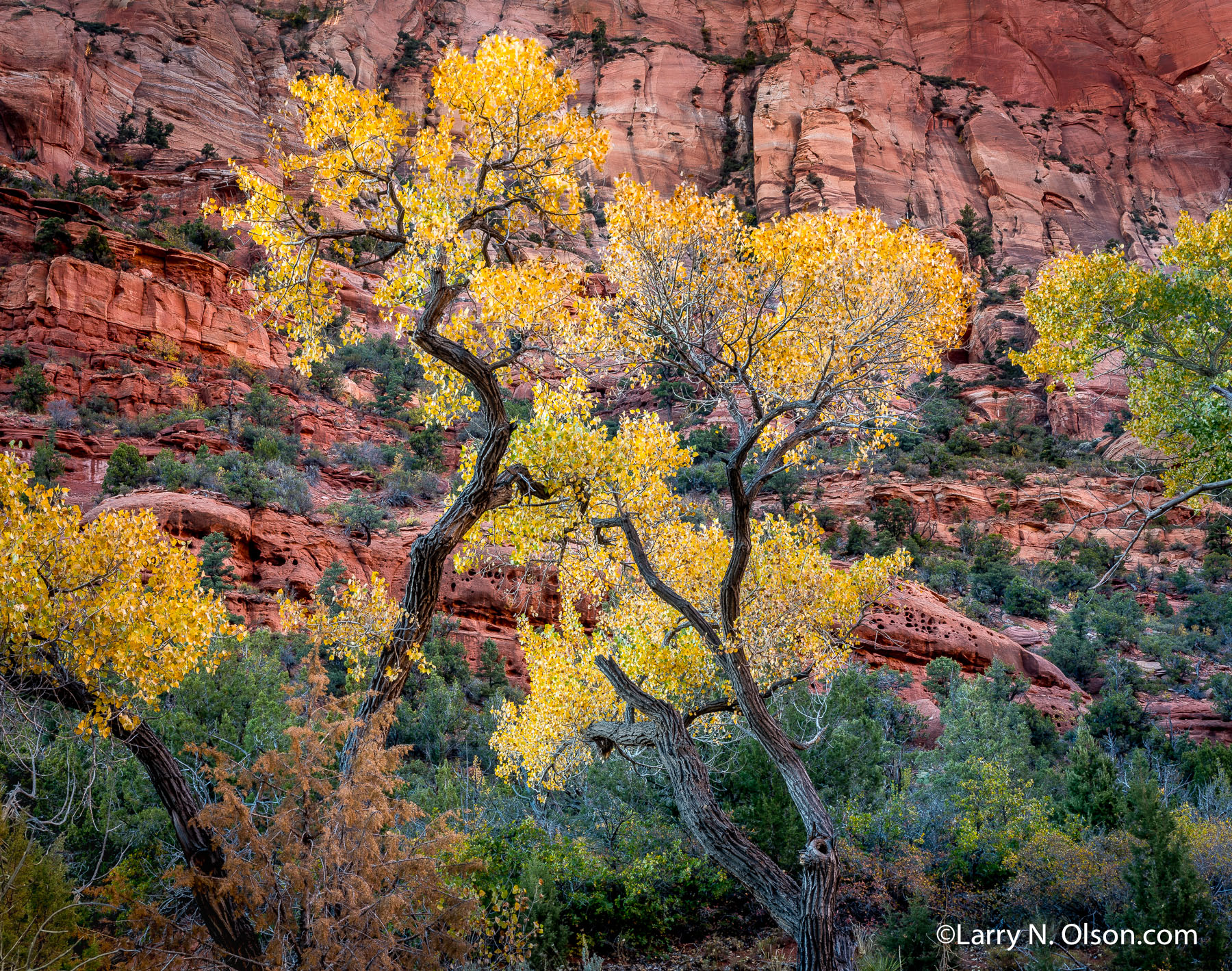 Freemont Cottonwood Trees, Kolob Canyon, Zion National Park, UT | 