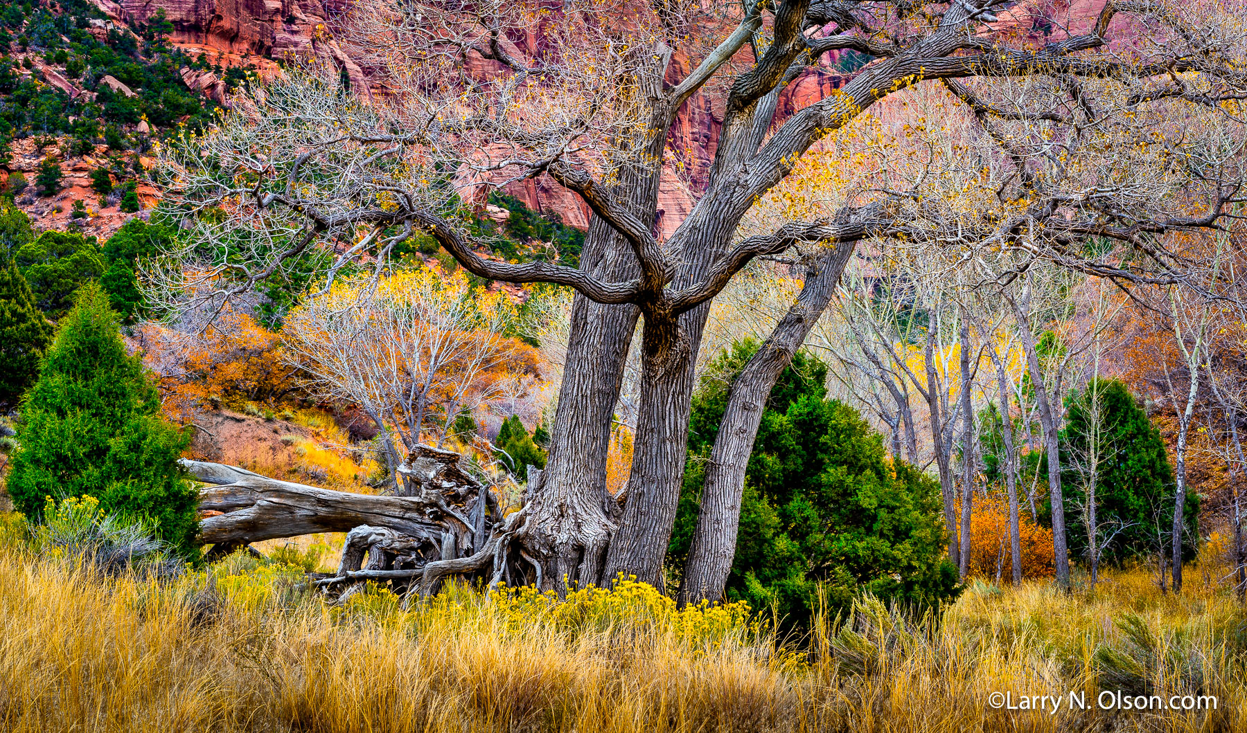 Late Autum, Zion National Park, UT | 