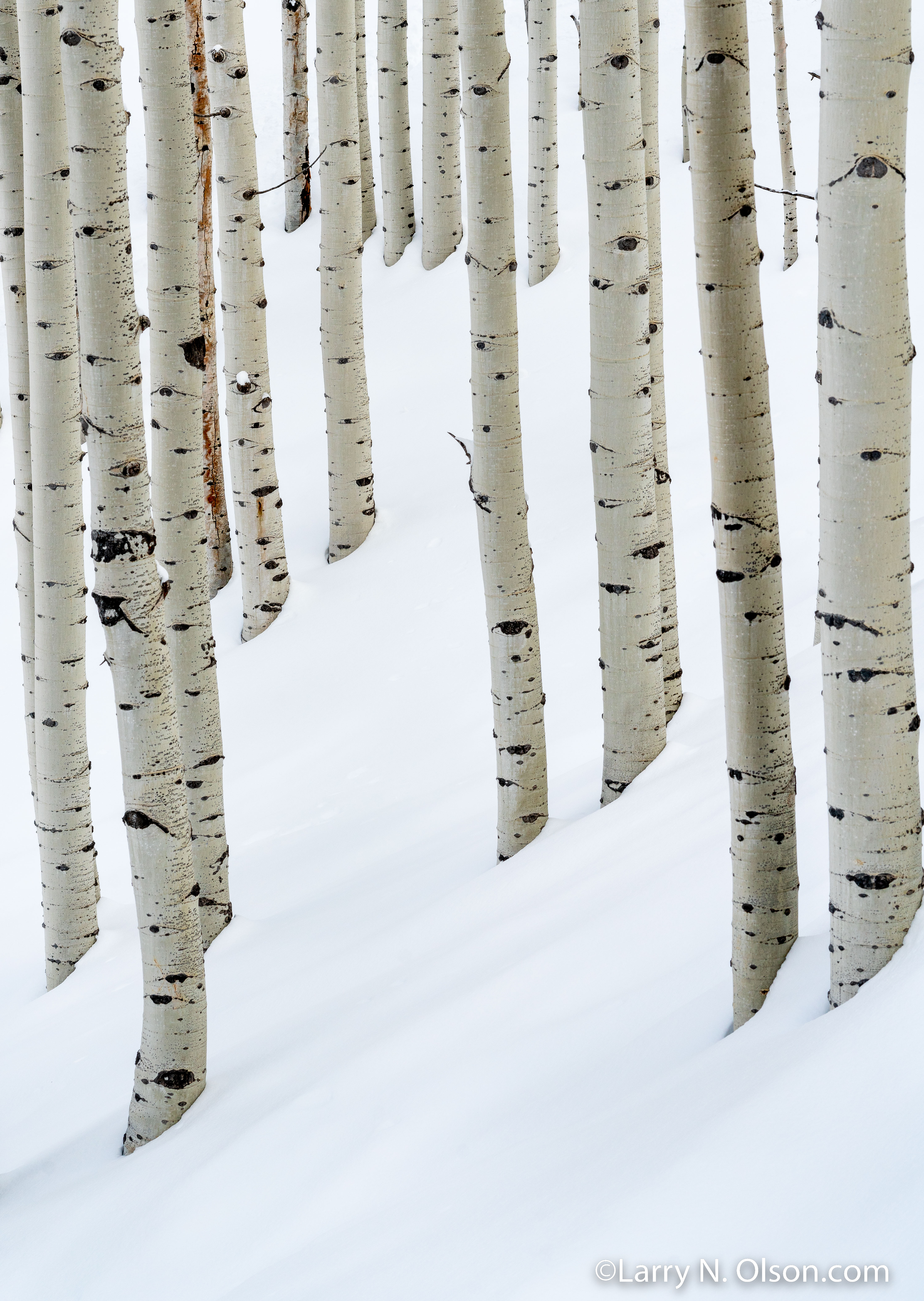 Aspen Trees in snow, Wasatch Mountains, Utah | 