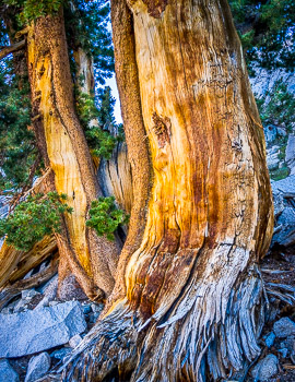 Lodgepole Pine, Sierra Mountains, CA | Huge and weathered Lodgepole Pine, found in the Sixty Lakes Basin of Kings Canyon National Park.