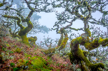 Gnareled Oaks, Columbia River Gorge, OR | Hard weather has made natural Bonzei of these oaks covered in lichen.