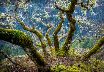 Oaks in Winter, Columbia River Gorge, OR | Oak tree trunks have grown away from each other to gain more light.