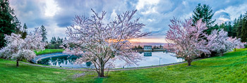 Cherry Trees, Mount Tabor Park, Portland, OR | 