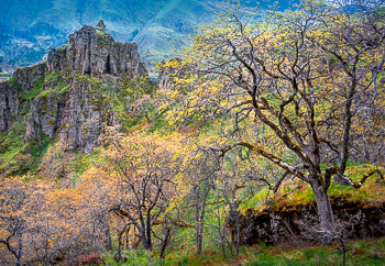 Oaks, Columbia River Gorge, Lylle, WA | Spring flush of oak trees with basalt formation in the Columbia River Gorge.