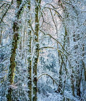 Snowy Forest Park, Portland, Oregon | 