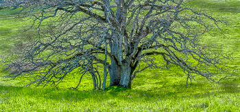 Oak, Catherine Creek, Columbia River Gorge, Washington | Giant Oak in the Columbia Hills, Columbia River Gorge, Washington