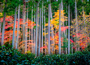 Kozan-ji Temple Garden, Kyoto, Japan | 