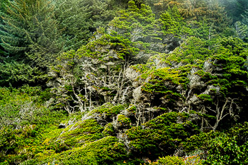 Shore Pine, Port Orford Heads State Park, Oregon | Fierce winds shape the coastal forest.