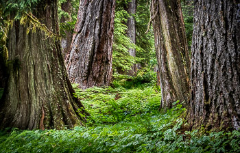 Ancient Forest, Olympic National Park, WA | Western Red Cedar, Douglas Fir, and Western Hemlock make up this climax forest in the Quinault valley.