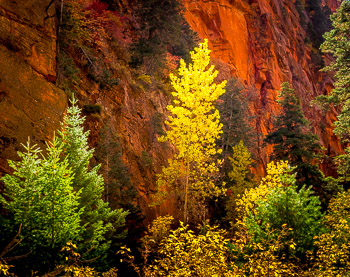 Douglas Fir and Cottonwood, Kolob Canyon, Zion National Park, UT | 