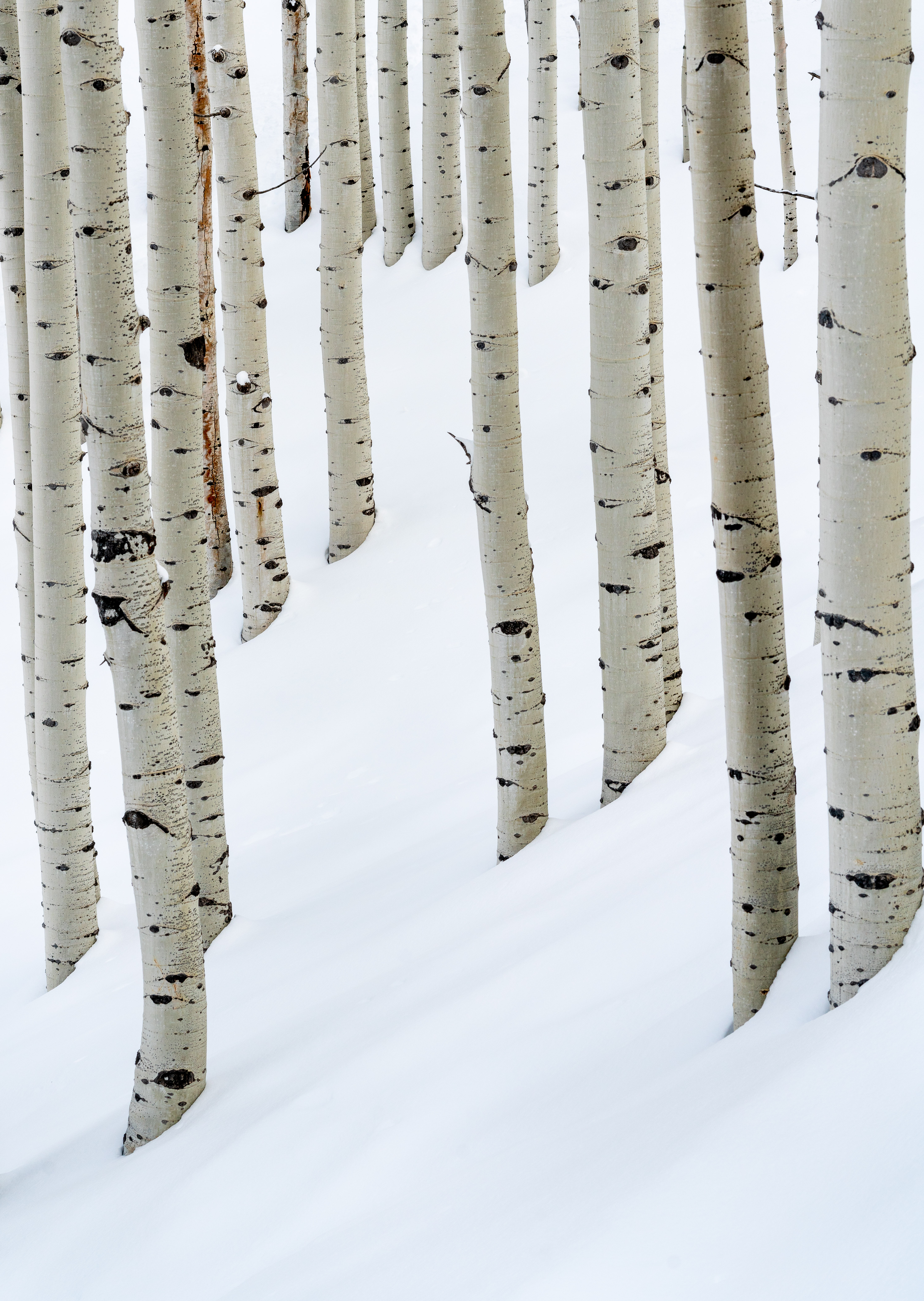 Aspen Trees in snow, Wasatch Mountains, Utah | 