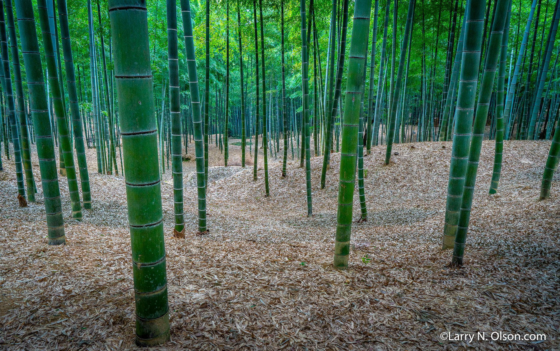 Timber Bamboo, Japan | 