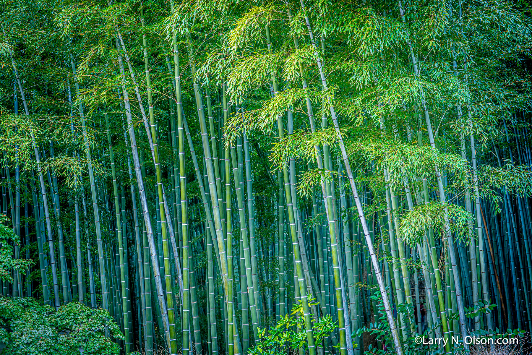 Timber Bamboo, Japan | 