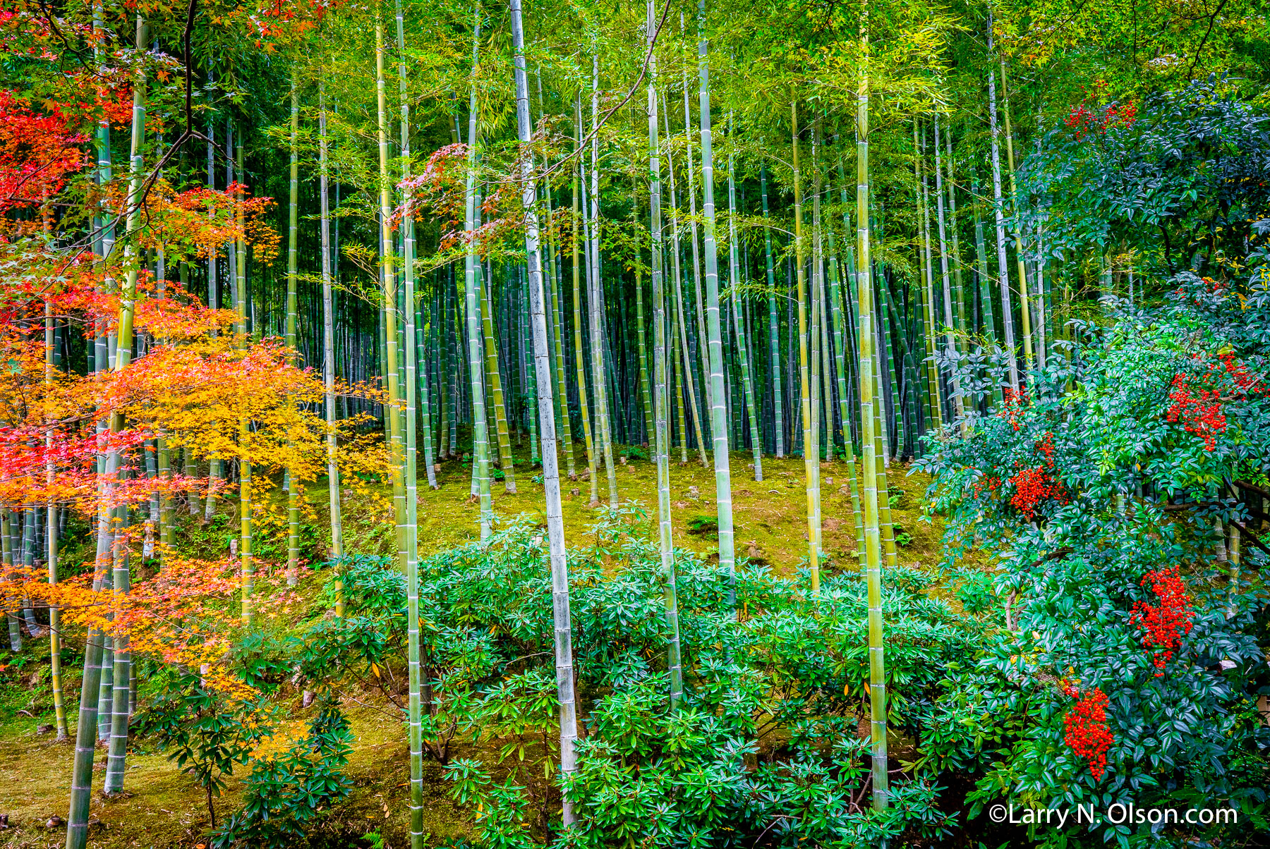 Arashiyama, Kyoto, Japan | 