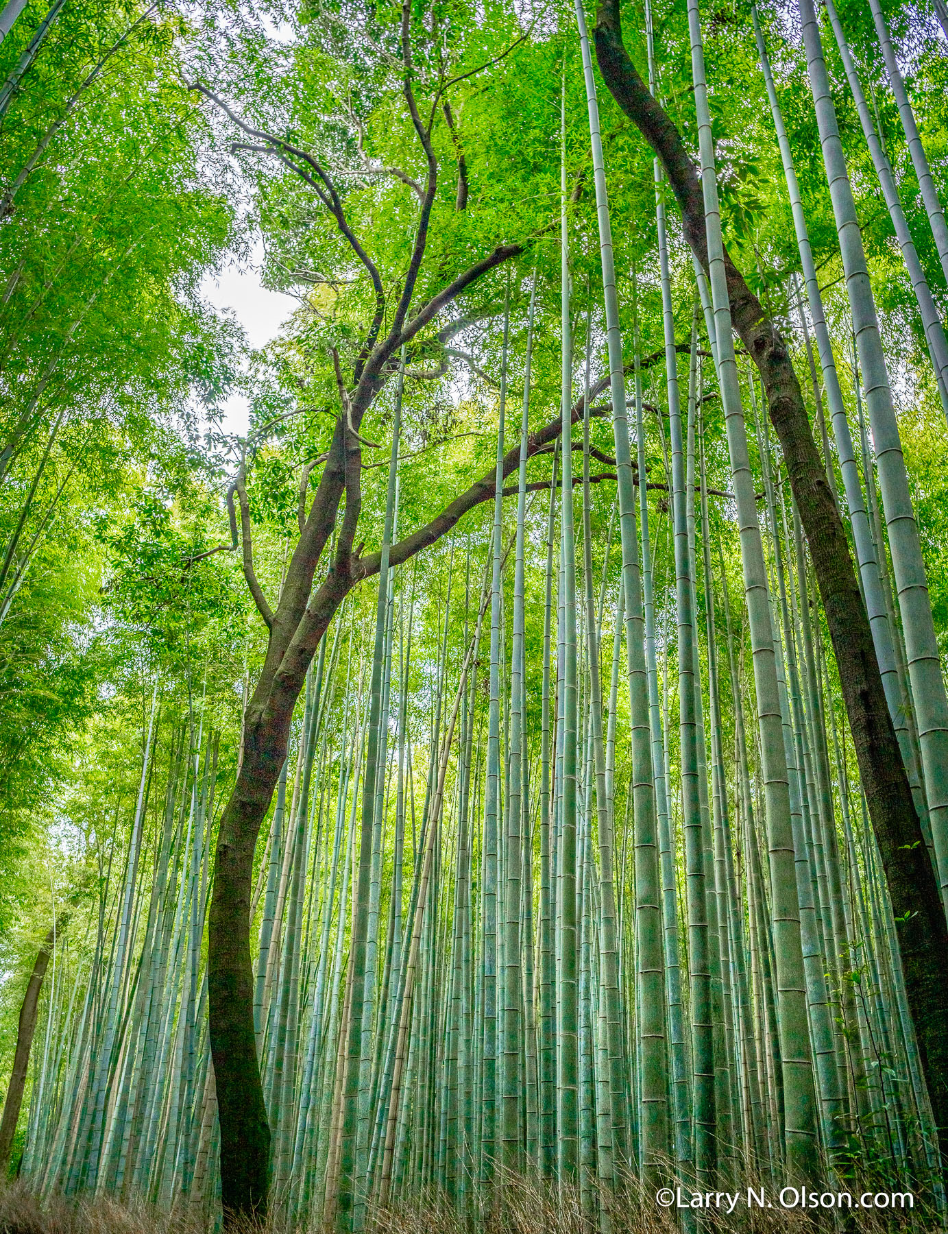 Bamboo Path, Timber Bamboo, Japan | In Japan's Sagano Bamboo Forest, on the outskirts of Kyoto, towering green stalks of timber Bamboo reach to the sky.