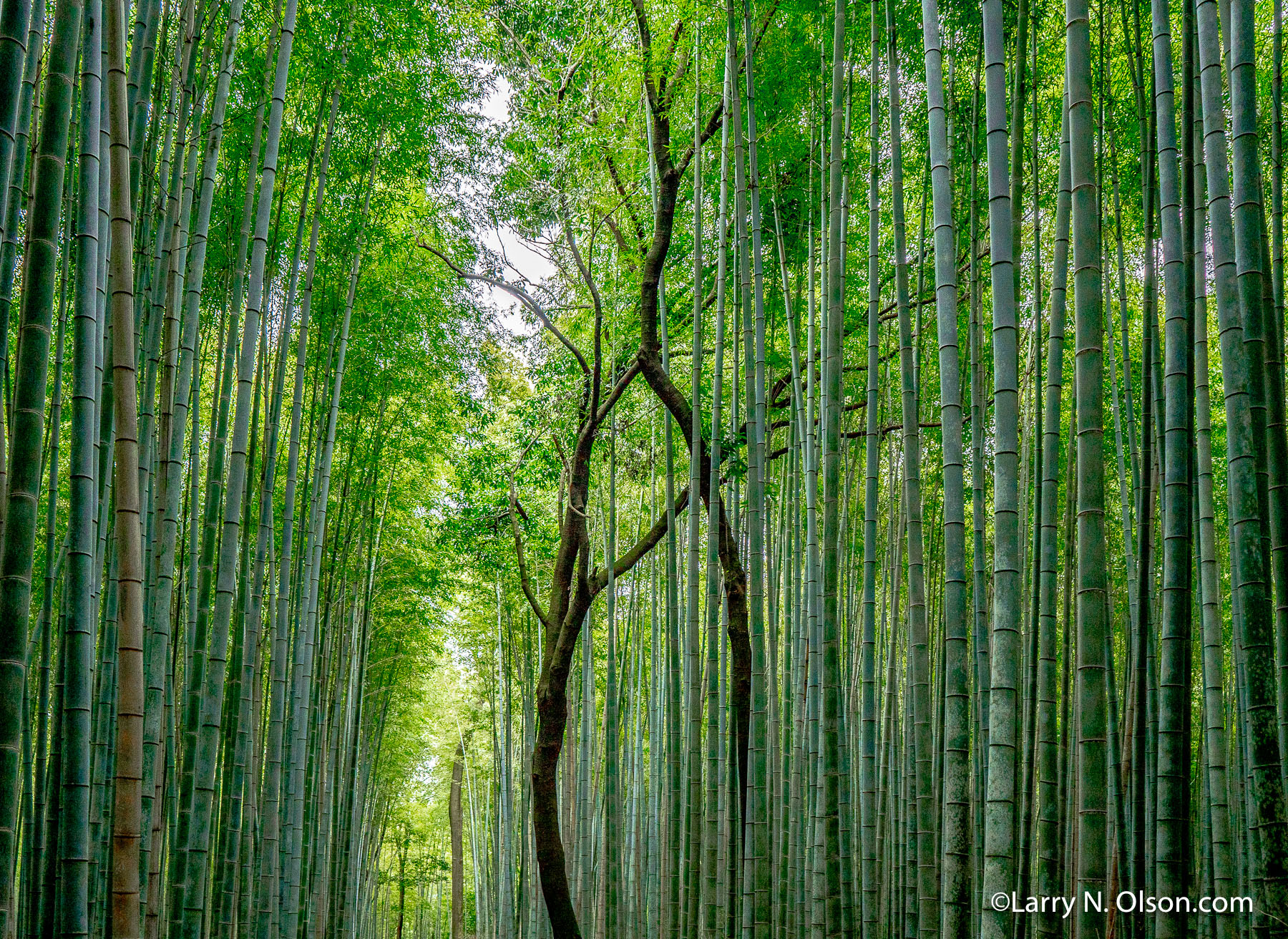 Bamboo Path, Japan | 